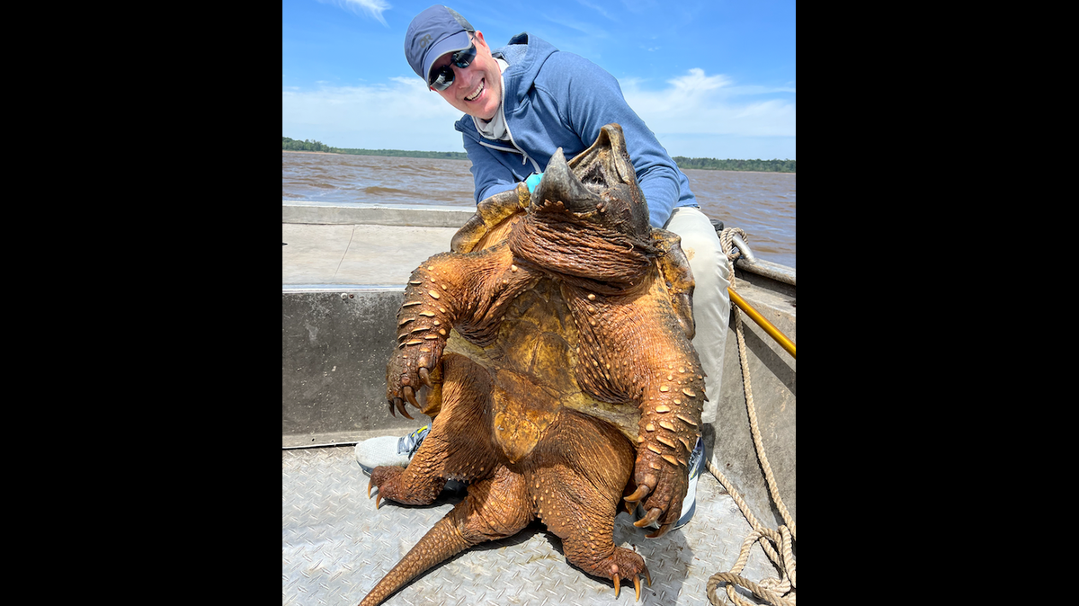 Art Weston caught an alligator snapping turtle he believes weighed 200 pounds.