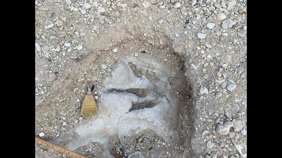 A print left by an acrocanthosaurus, a predatory dinosaur similar to a T-rex.