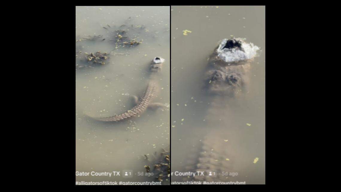 An alligator was recently spotted motionless in a frozen pond, with its snout sticking out from the ice, Texas video show.