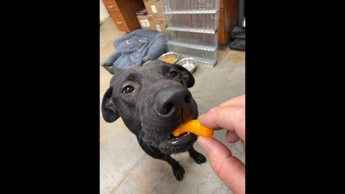 Tex found a new home 225 days after being in a shelter in Yuma, Arizona.
