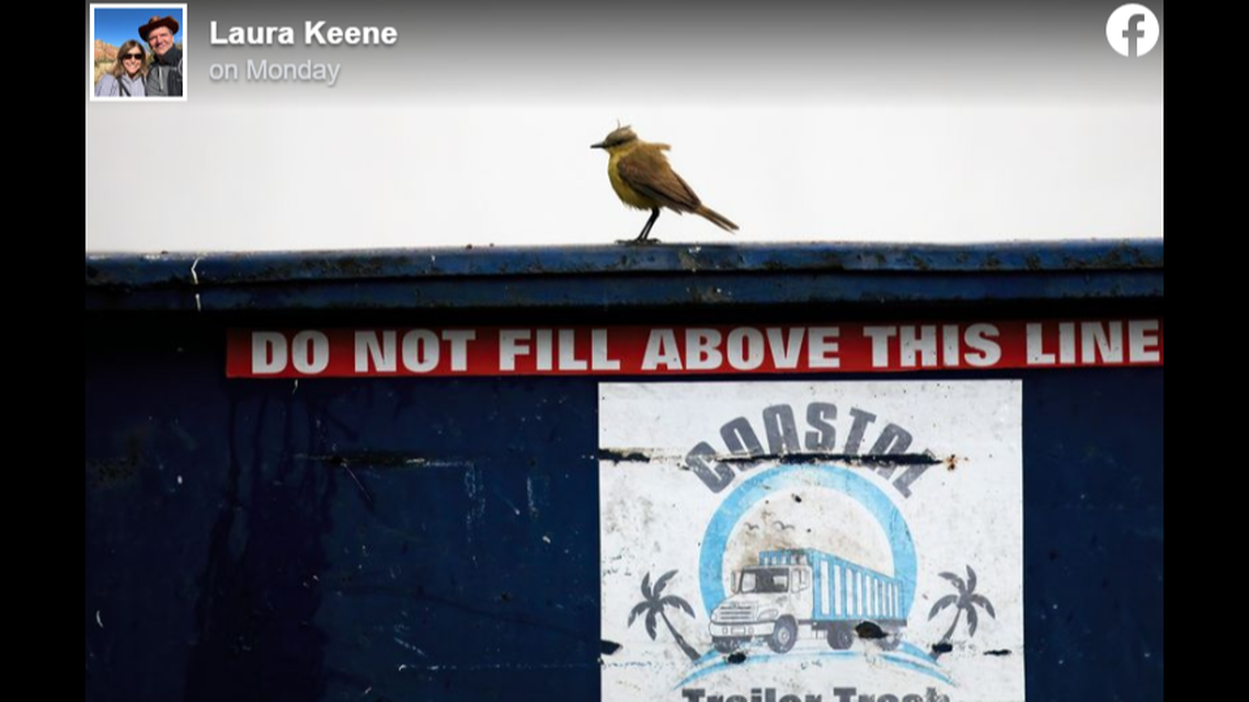 The bird kept returning to a specific dumpster in Corpus Christi, which drew a crowd of bird watchers to the site.