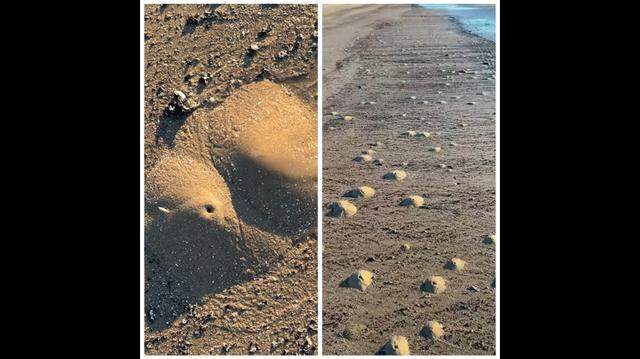 A large number of “mini volcanoes” appeared on a Texas beach, video shows.