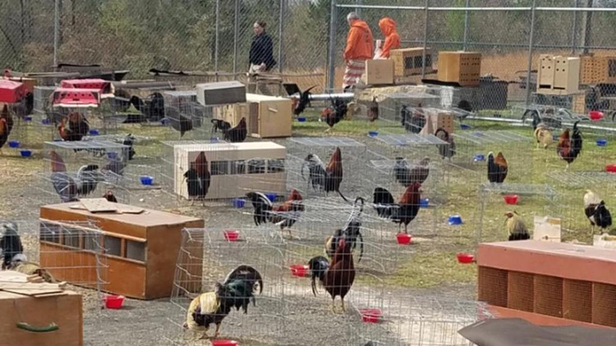 The Sevier County (Ark.) jail is housing a much larger winged population than normal these days, after the March 17 sting on a cockfighting organization.