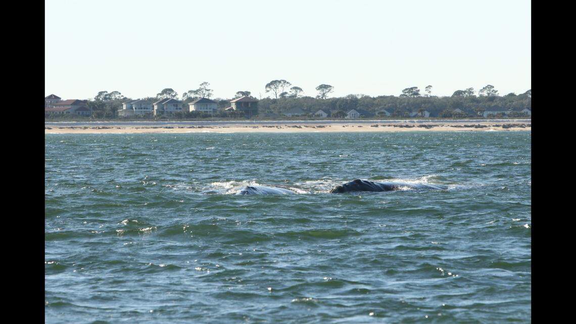 Koala and Curlew, a pair of female North Atlantic right whales, are a long way from their usual course, and potentially in greater danger.