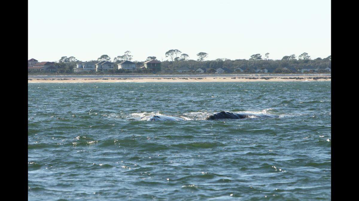 Koala and Curlew, a pair of female North Atlantic right whales, are a long way from their usual course, and potentially in greater danger.