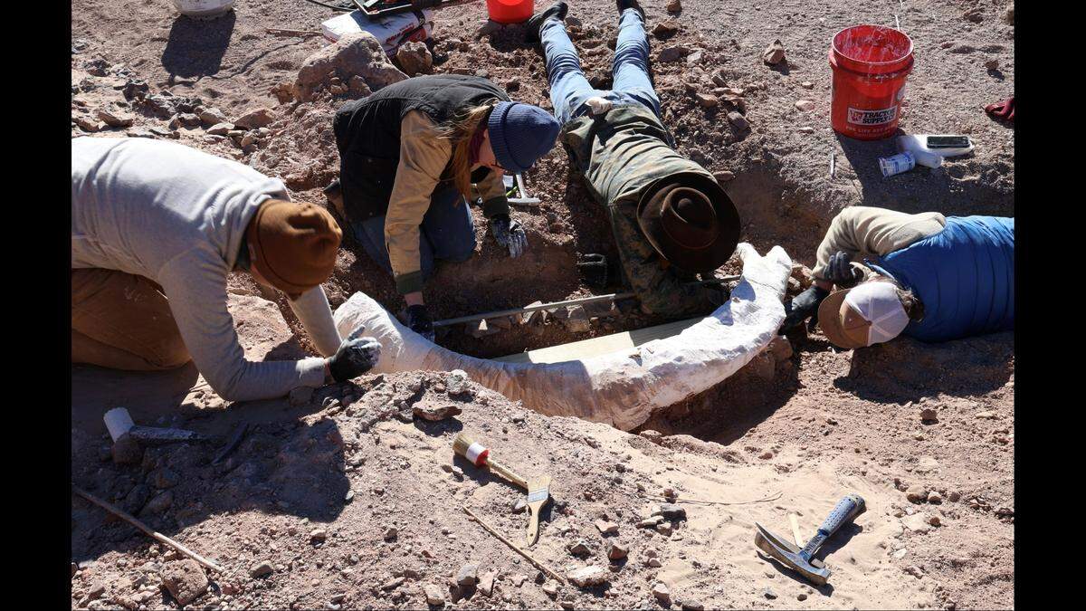 The team spent two days carefully wrapping the tusk in a plaster jacket, making it safe to transport to Sul Ross State University in Alpine.