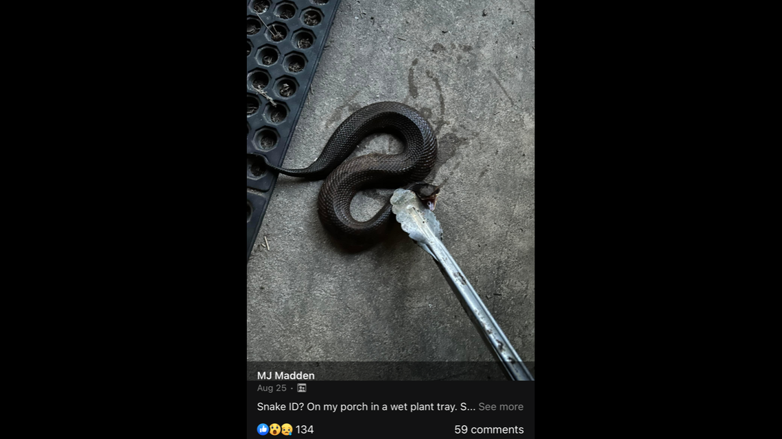 A Texan encountered a venomous cottonmouth snake on their patio, and they dealt with it using a pair of grilling tongs.