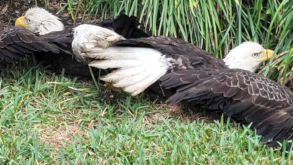 Fighting bald eagles became stuck with each other in a Texas family’s front yard.