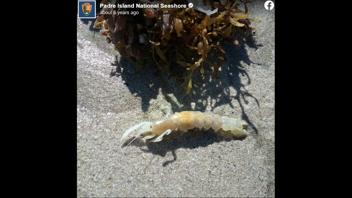 A ghost shrimp.
