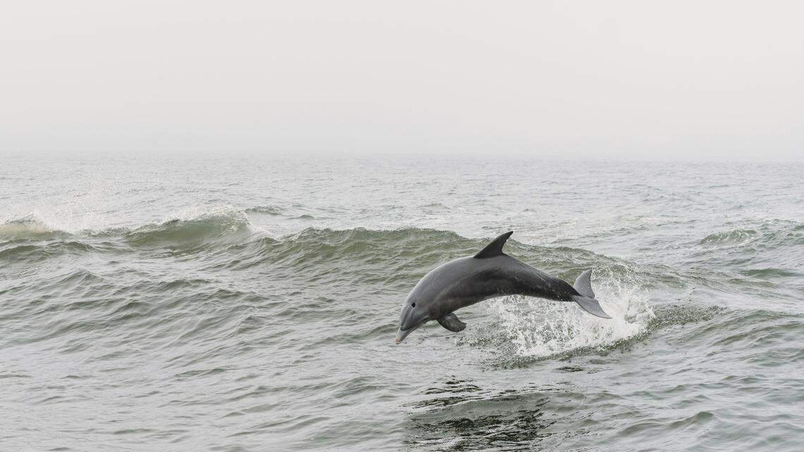 Researchers also detected sedatives and muscle relaxants in the blubber samples, the Texas study shows.