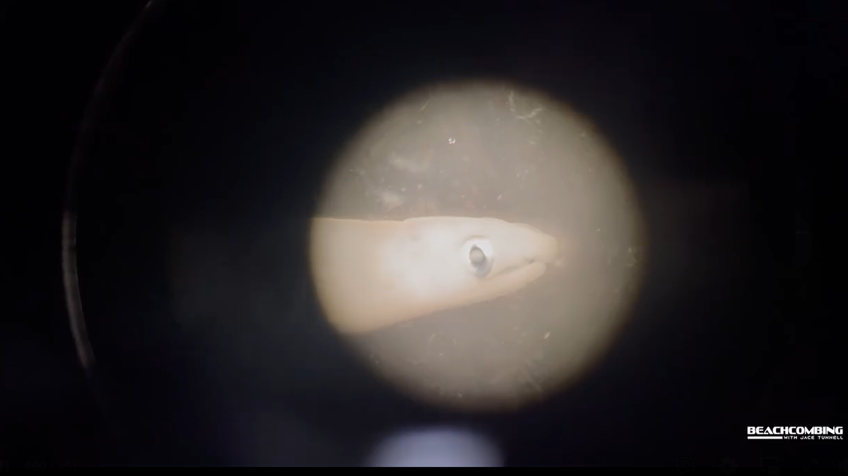 A researcher takes a close look at a leptocephalus found on a Texas beach.