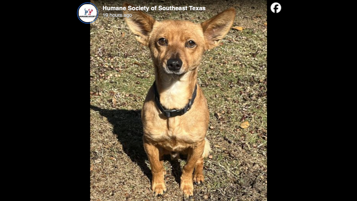 A dog named Clark Griswald has been adopted weeks after being found on the side of the road.