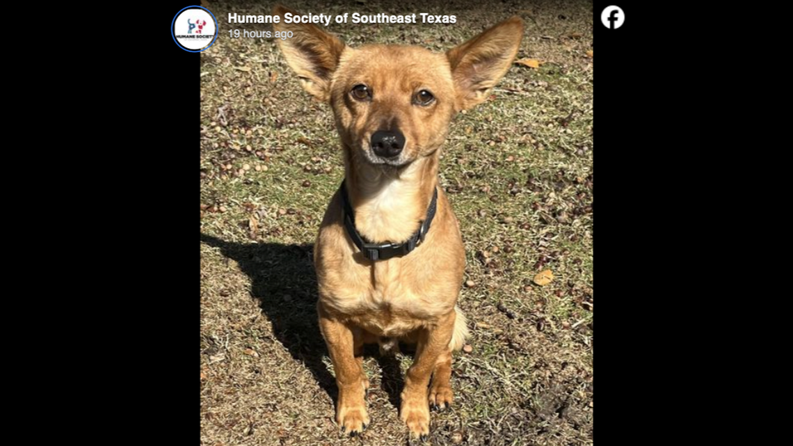 A dog named Clark Griswald has been adopted weeks after being found on the side of the road.