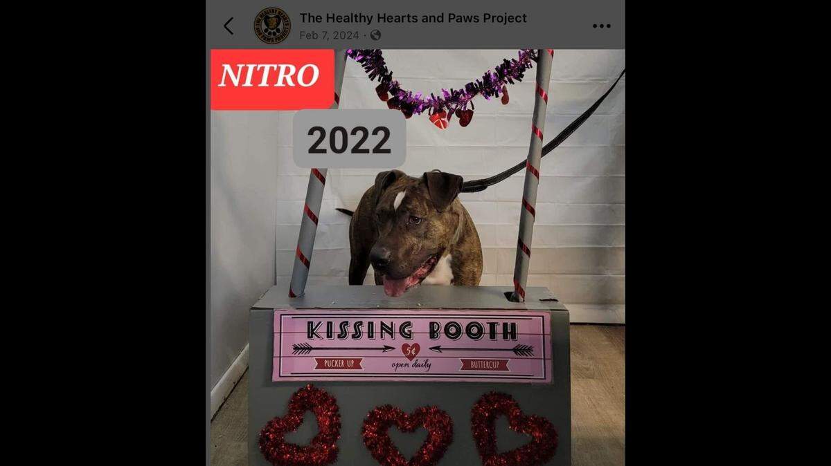 Nitro with his kissy face at a shelter event.