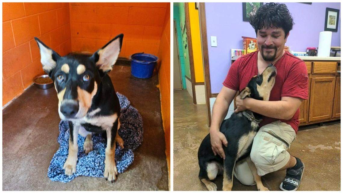 A truck driver from Texas lost his dog outside a Walmart in Oklahoma, and the pair was reunited more than a week later.