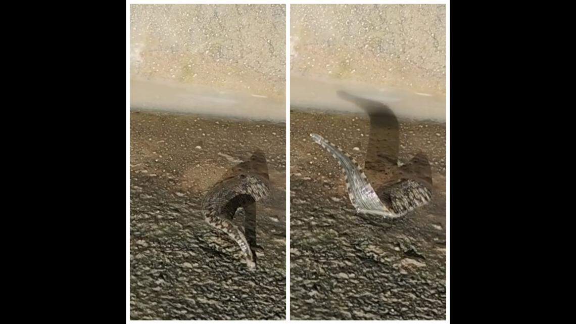 Officials at Anahuac National Wildlife Refuge in Texas shared video of a squirmy, stretchy creature.