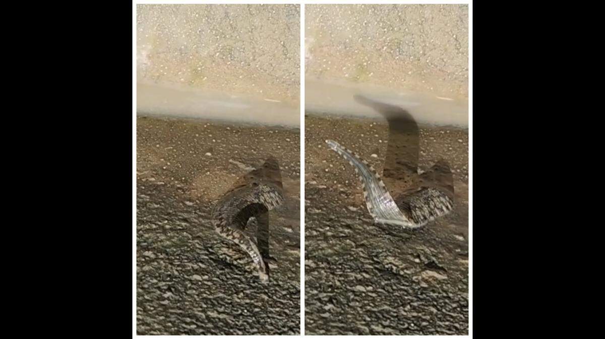 Officials at Anahuac National Wildlife Refuge in Texas shared video of a squirmy, stretchy creature.