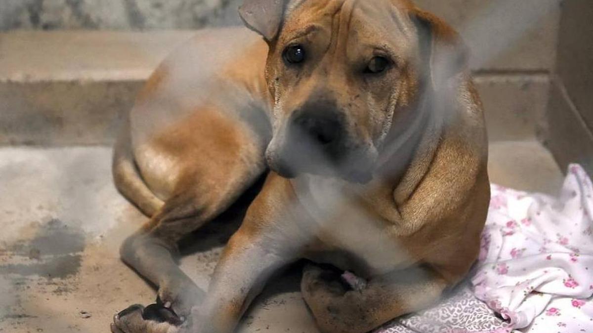 One of two dogs quarantined at the Central California SPCA Monday afternoon in Fresno, Calif. A 3-day-old baby was killed in Monday morning and this dog and another are blamed for it.