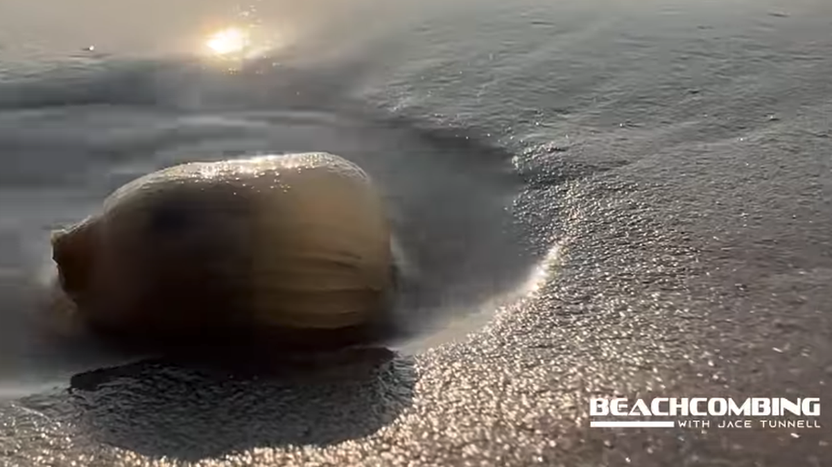 Onion sea anemones are washing up on the shore of North Padre Island in Texas.