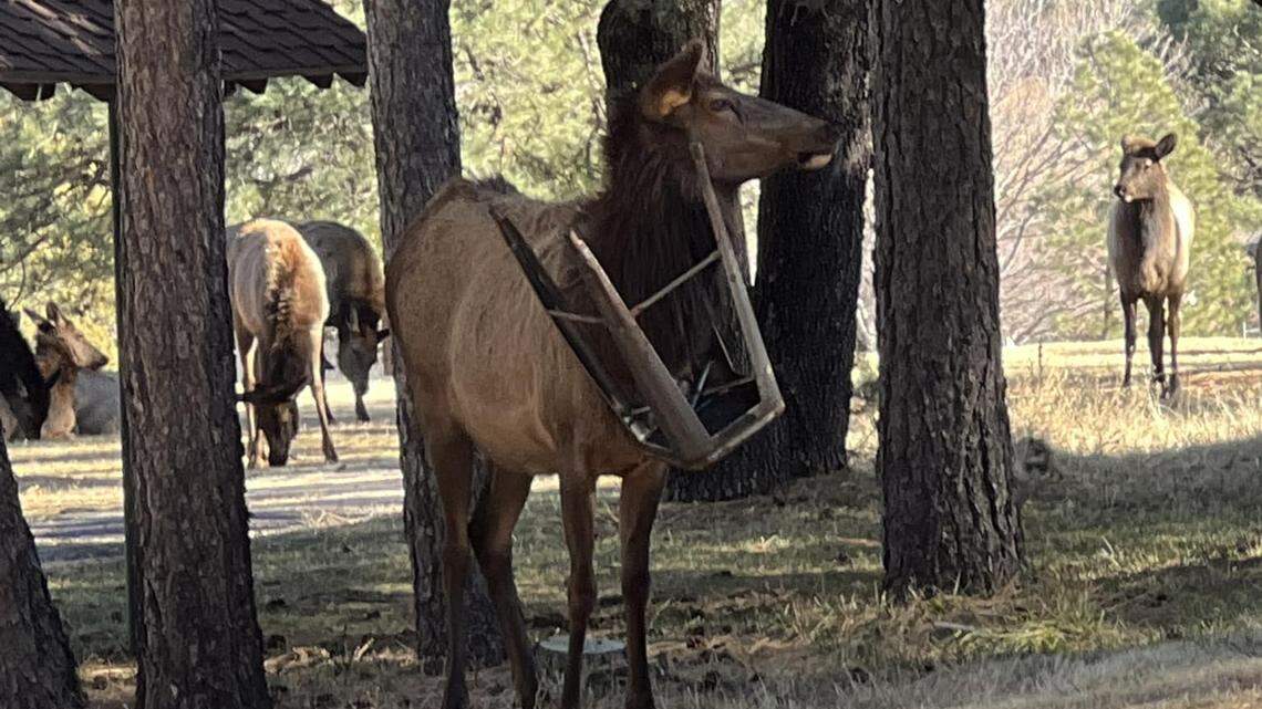 People are upset that New Mexico wildlife officials decided to leave an elk with a metal barstool chair around its neck, a photo shows.