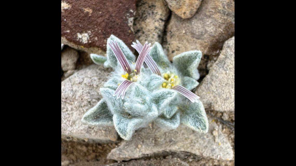Researchers call the plant the wooly devil because of its fuzzy appearance and the red horn-like flowers that bloom from it.