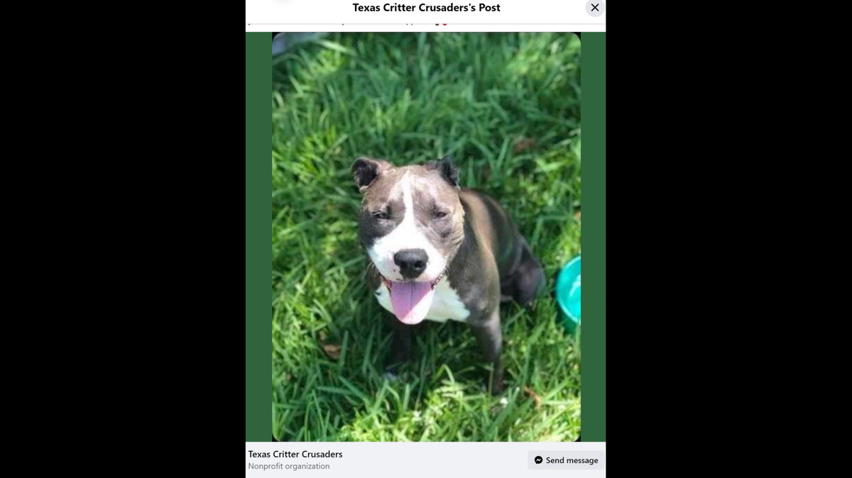  “He was my only best friend,” Sebastian's owner told KVUE.