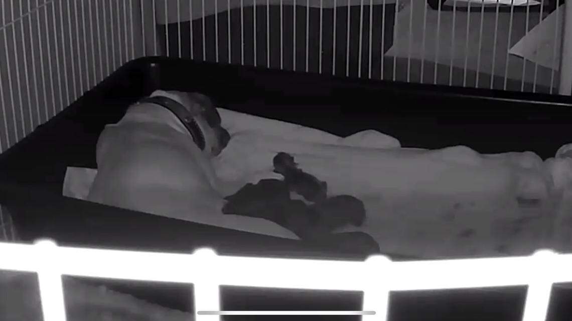 Dabby sleeping with her babies on nanny cam.