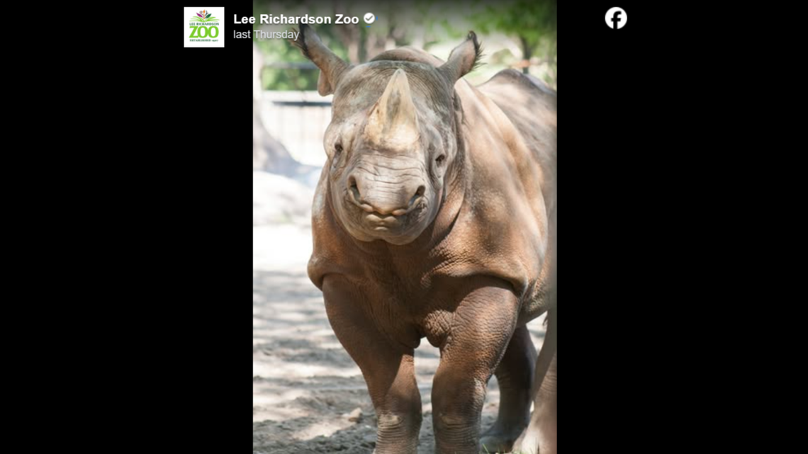 Jabari was a critically endangered species of rhino.