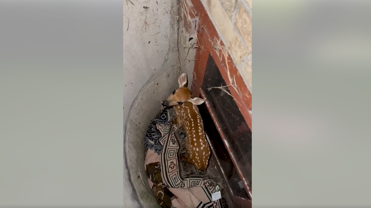 The little fawn was trapped.