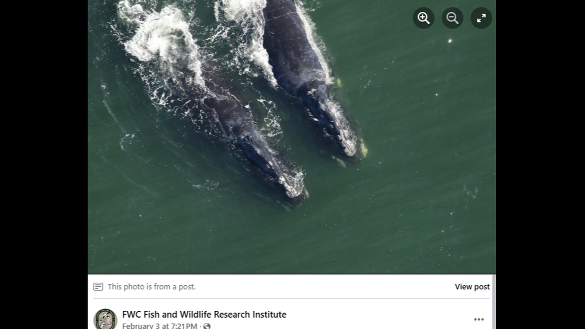 North Atlantic right whales travel great distances for seasonal migrations, but usually stay on the East Coast of Canada and the US.