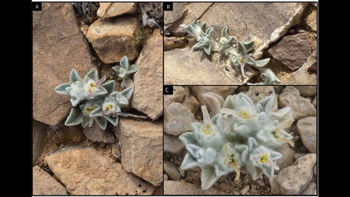 Various examples of wooly devils seen in Big Bend National Park.