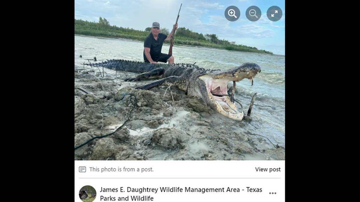 The hunter poses with his prize, an massive bull alligator weighing 750 pounds.