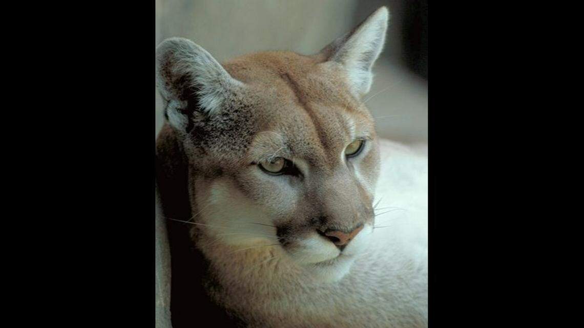 A cop hit a mountain lion (not the one pictured) with his patrol car, then posed with the animal’s carcass in a photo posted to the Texas department’s Facebook page.