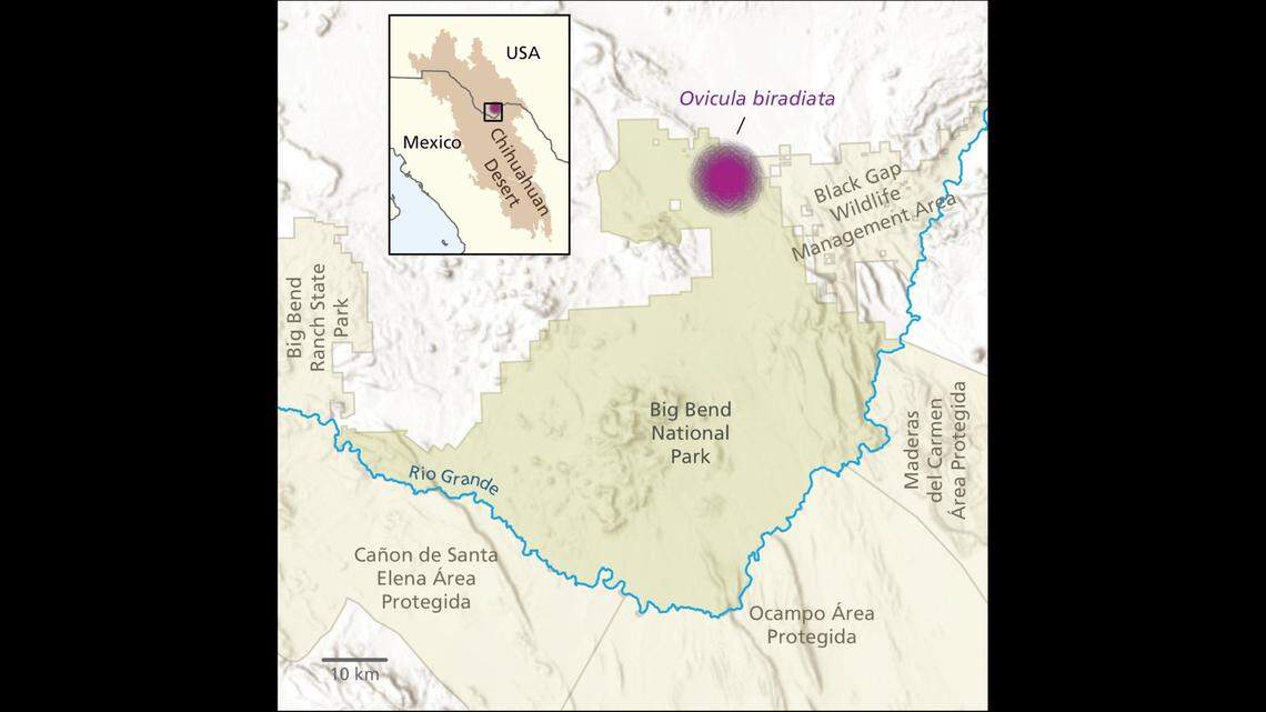 The purple dot provides an approximate location of the three areas where the wooly devil’s were found inside Big Bend National Park.