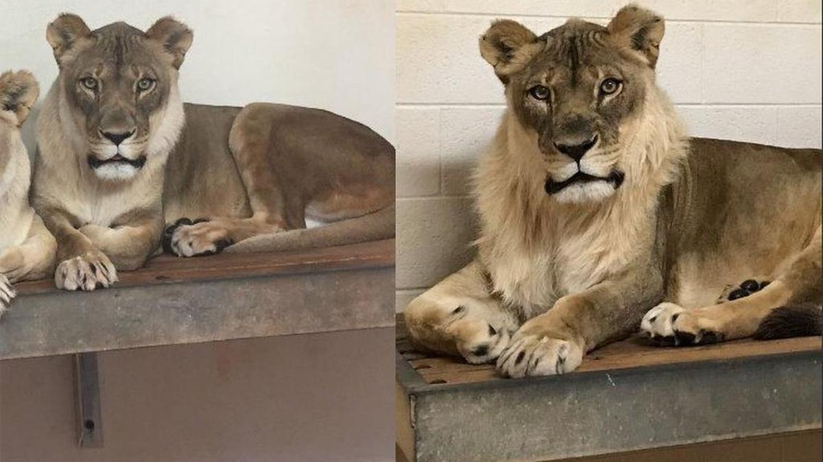 Bridget, the 18-year-old African lioness, pre- and post-mane.