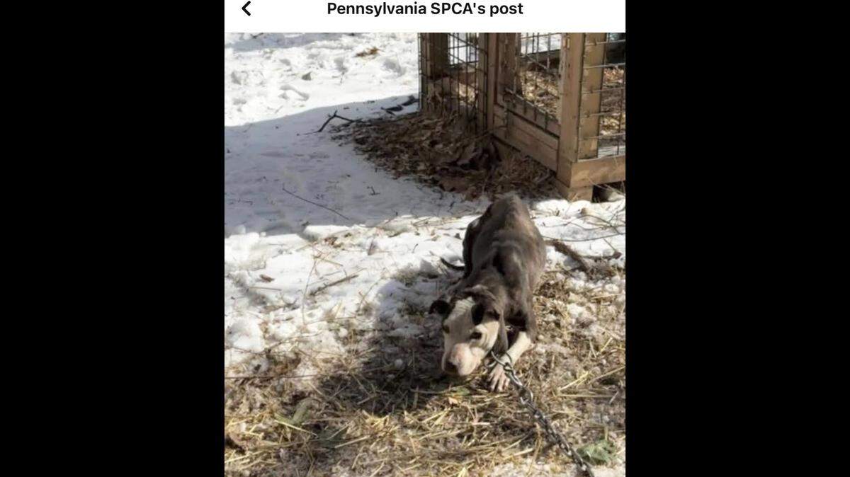 One of the rescued dogs, chained up.
