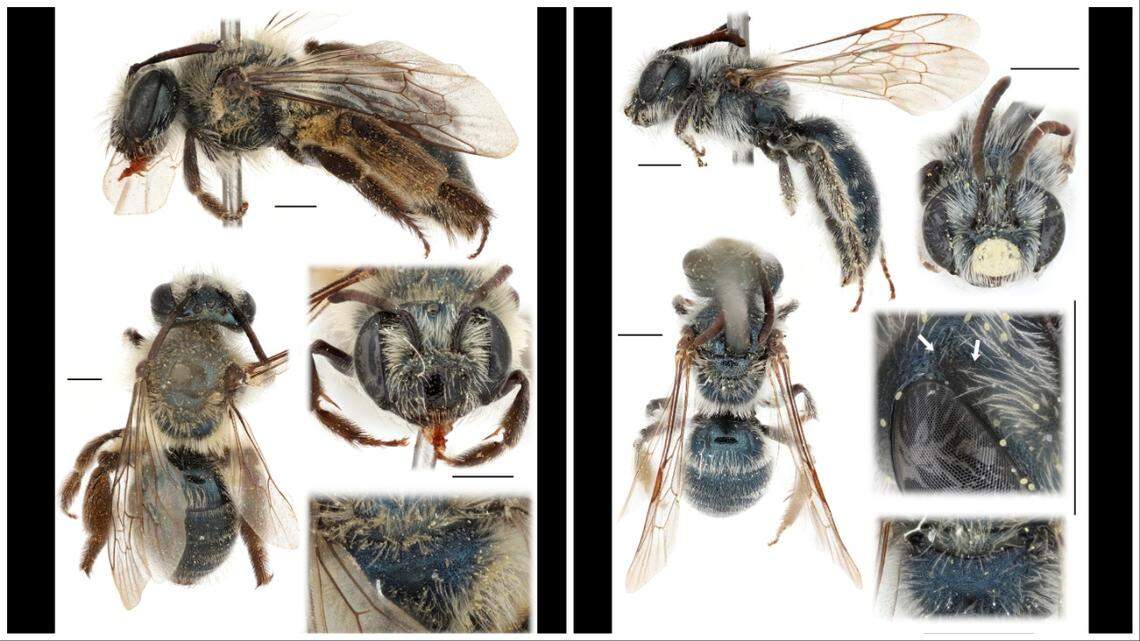 Images show the differences between a female (on the left) and male (right) Andrena androfovea.