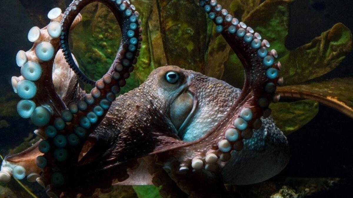 Inky the octopus.