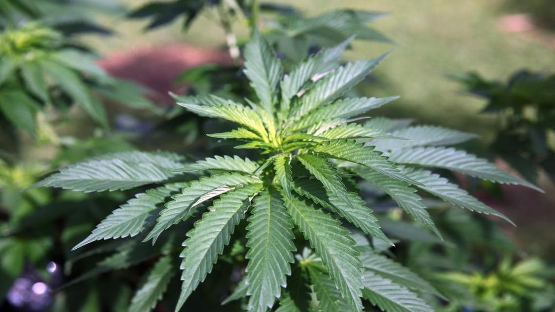 Marijuana plants such as this one could soon be grown in Gunter, about 70 miles northeast of Fort Worth, if a planned facility is completed on time and receives state approval. This Feb. 17 photo shows plants grown at the home of Jeremy Nickle, in his backyard in Honolulu, Hawaii. Nickel, who owns Hawaiian Holy Smokes and is applying for a dispensary, grows a variety of strains and has a medical marijuana card.