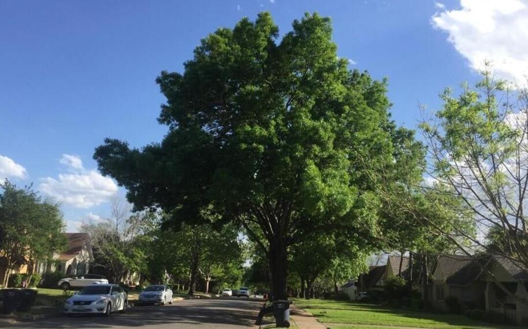 Trees are at the heart of legislative discussions at the Texas Capitol this session. This tree is in a quiet TCU-area neighborhood in Fort Worth.