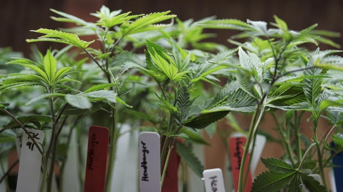 Medical marijuana will soon be growing in Texas to help Texans with intractable epilepsy if federally approved medication hasn’t helped.