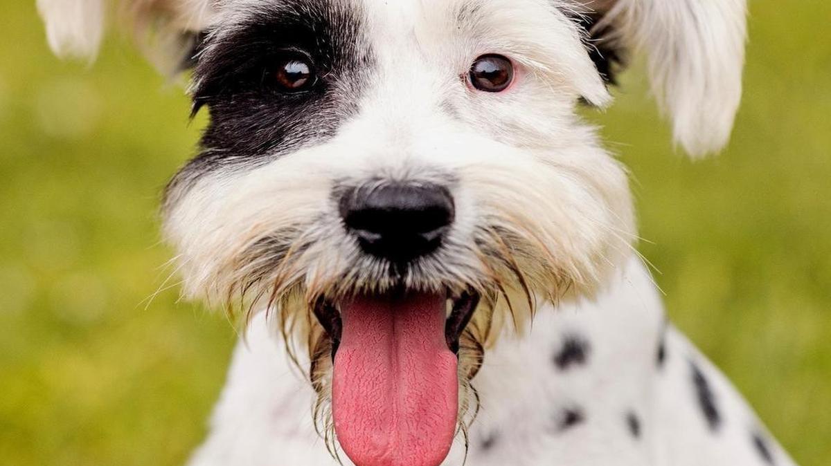 Proposals to protect dogs and cats are weaving their way through the Texas Legislature. This photo shows a black and white Schnauzer/Dalmatian dog sitting down with the tongue out.