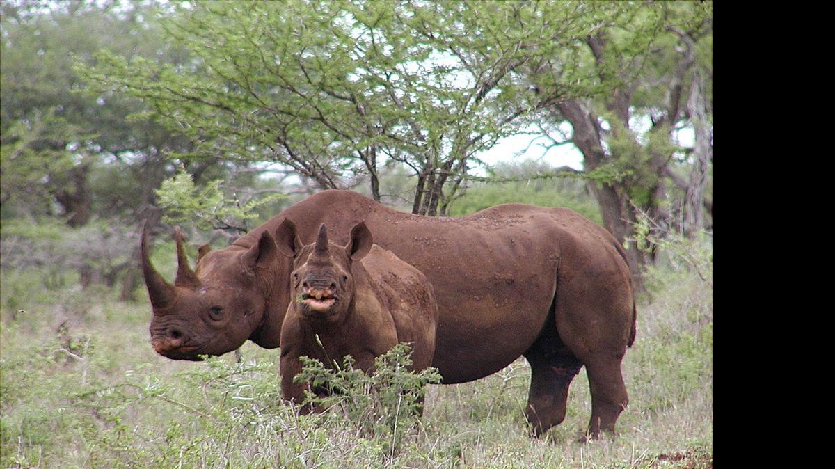 
This photo released by U.S. Fish and Wildlife Service shows a black rhino male and calf in Mkuze, South Africa. 
