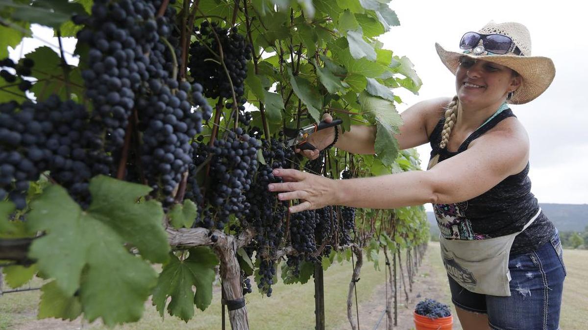 
Rebecca Green of Tarkington Prairie clips grapes at the Lost Maples Winery at Polvadeau Vineyards in Vanderpool in the Hill Country. 

