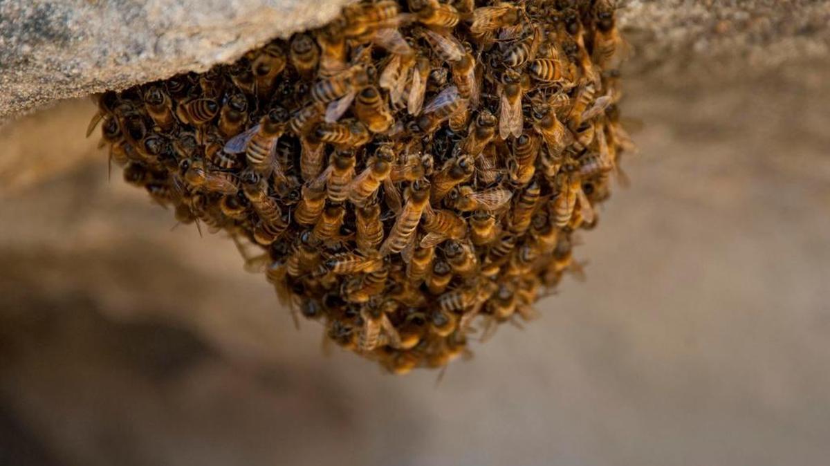 A swarm of what a local beekeeper estimates at a million bees has infested an El Paso, Texas, home.