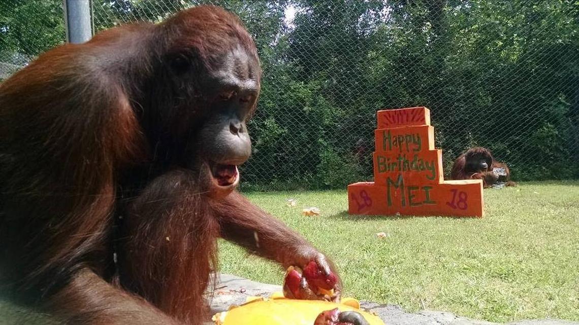 Mei at her birthday party, posted May 1 on the Cameron Park Zoo’s Facebook Page