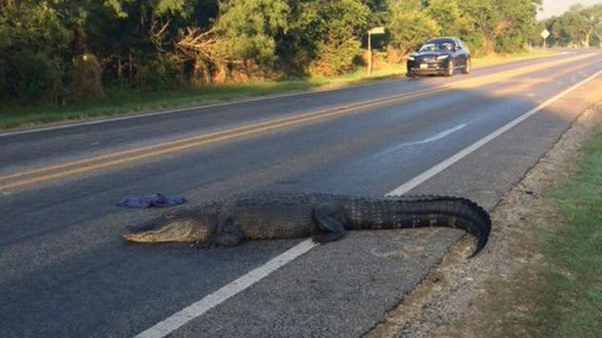 The 12-foot alligator was crossing a farm road southeast of San Antonio.