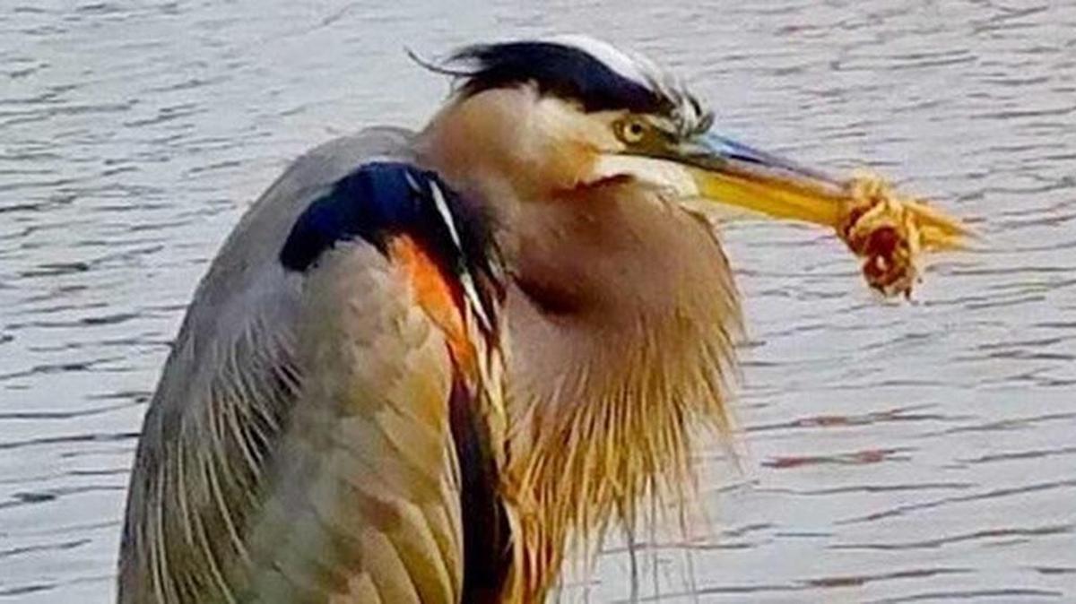Neighbors in Colleyville are trying to help a blue heron that has plastic wrapped around its beak.