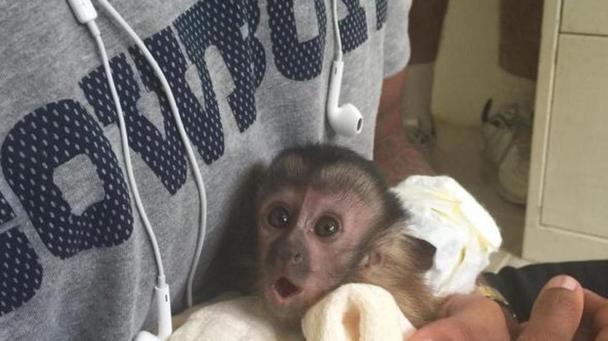 PETA is asking the city of DeSoto to investigate Dez Bryant’s pet monkey, shown here with Bryant on Instagram.