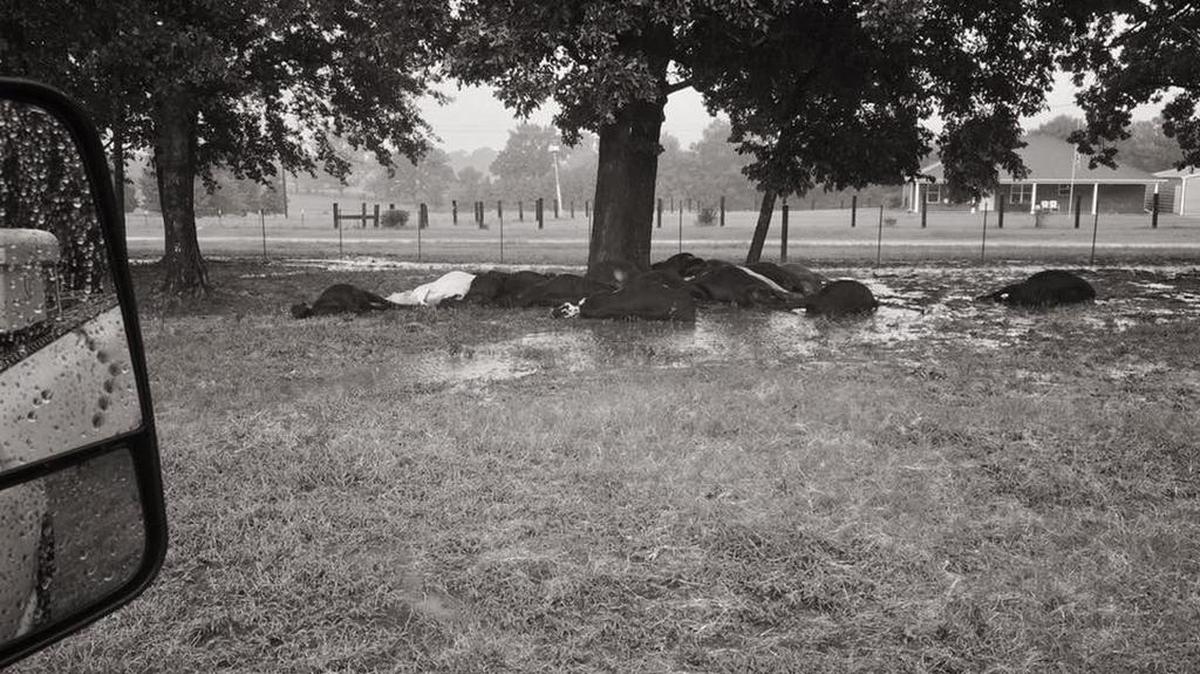 Cows lay under a tree in East Texas after a lightning strike struck a tree and killed them Sunday night.